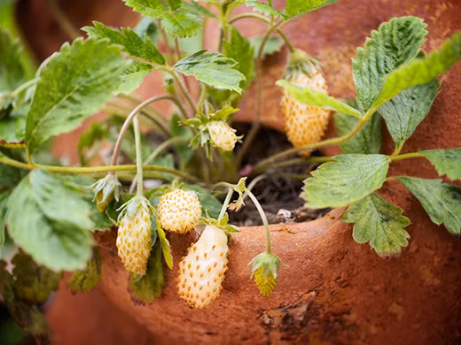  Trái dâu có màu vàng nhạt, mềm và chuyển dần sang đậm màu hơn khi chín, hương thơm dịu nhẹ.