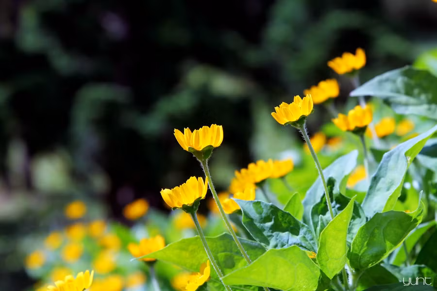 Ưu điểm của loại hoa này là cây cho nhiều bông, màu sắc tươi tắn, chịu được thời tiết khắc nghiệt, thân cây nhỏ xinh, dễ trồng và chăm sóc.