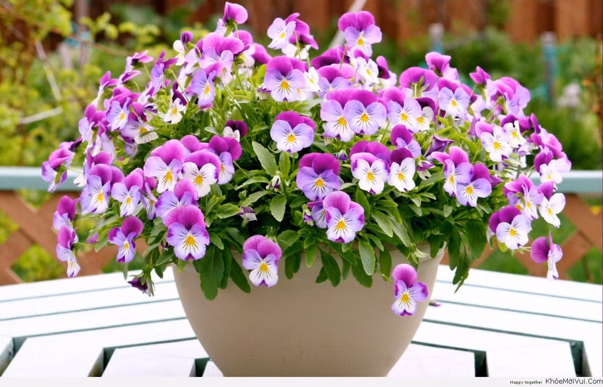 Hoa păng xê nở từ tháng 11 năm này đến tháng 5 năm sau vì thế đây là loại hoa có thể làm đẹp sân vườn, không gian sống trong thời gian khá dài. Tại nhiều cửa hàng hoa, cây cảnh, păng xê được bán với giá 130.000 - trên 150.000 đồng/giỏ.