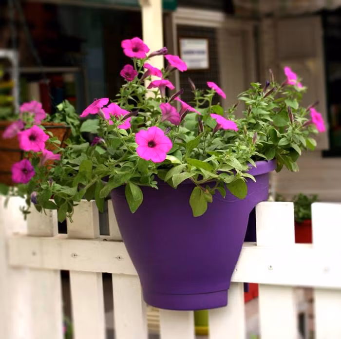 5 loai hoa trang tri san vuon cuc dep gia beo