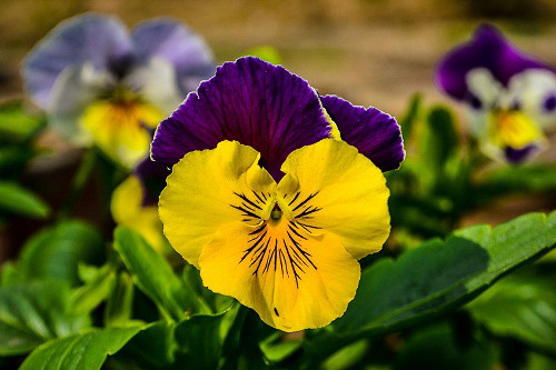 Hoa păng xê có nhiều loại lớn, nhỏ khác nhau. Loại lớn đường kính cánh hoa khoảng 8cm, loại vừa là loại thủy tinh với đường kính cánh hoa khoảng 4cm, loại nhỏ khoảng 3cm.