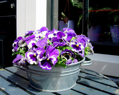 Chủ cửa hàng hoa trên đường Nguyễn Phong Sắc kéo dài (Cầu Giấy) cho biết: "Nếu khách mua hoa thời điểm này chỉ chơi được thời gian ngắn, đến mùa thu păng xê sẽ tàn, nhưng đến tầm tháng 10, tháng 11 hoa lại nở rộ, lúc đó ngôi nhà bớt ảm đạm vì màu hoa tươi tắn".