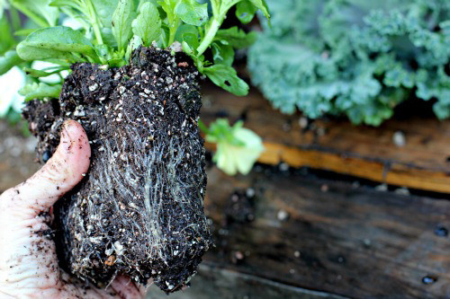 Về hoa păng xê, anh Tuấn (chủ cửa hàng cây cảnh trên đường Kim Giang- Hoàng Mai) cho biết: "Với những khách thích có hoa trang trí ngay có thể mua giỏ, chậu bán sẵn, hoa đã bung nở. Ngược lại, khách mua hạt giống về gieo vào thời điểm này cũng hợp lý vì sau khoảng 3 tháng cây sinh trưởng tốt sẽ ra hoa, khi đó trùng vào thời điểm giá lạnh, păng xê sẽ rực rỡ hơn rất nhiều".