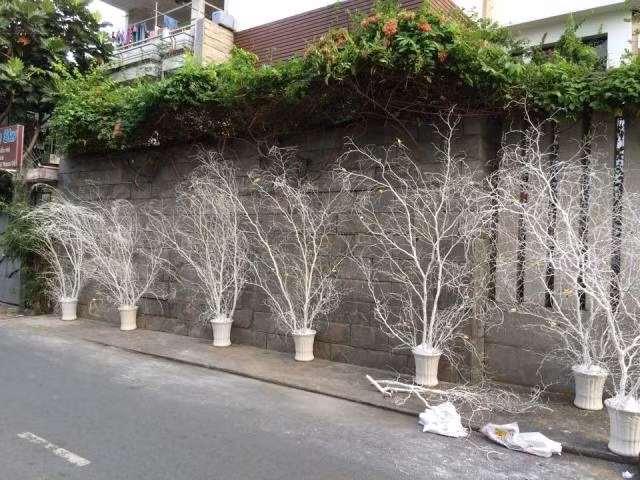 Dàn dây leo bên tường khiến ngôi nhà thêm phần lãng mạn, gần gũi thiên nhiên. Giáng sinh hàng năm, Đàm Vĩnh Hưng luôn tự tay trang trí sân vườn, khiến biệt thự thêm nổi bật.