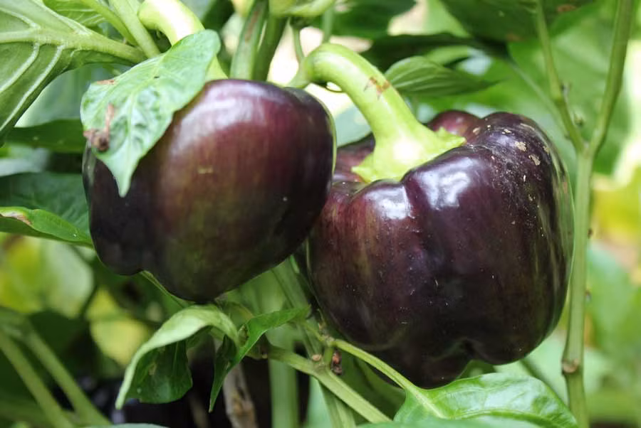 Mang đặc điểm khác biệt của ớt chuông, trái không cay mà có vị ngọt ngọt, chứa nhiều chất sơ có lợi cho sức khỏe.