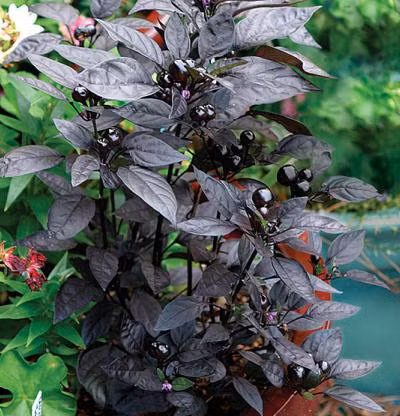 Trung bình cây có khoảng 120 - 150 trái, quả đen ít hơn quả màu đỏ. Lúc đầu cho quả mọng, màu đen, sáng bóng, khi chín chuyển sang màu đỏ đậm và có vị rất cay. Ở Mỹ, ớt ngọc trai được trồng kiểng nhiều hơn để lấy trái làm gia vị.