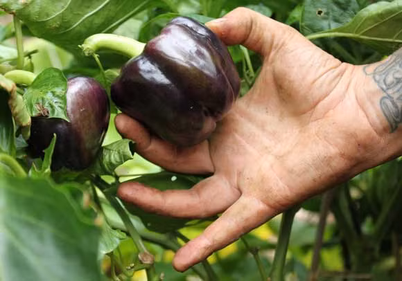 Ớt chuông đen trồng nhiều ở Hà Lan, cây phát triển nhanh, kích thước của trái khoảng 8cm, trọng lượng 150 -180, vỏ dày, mịn màng và bề mặt trái cây có đường khía lạ mắt.