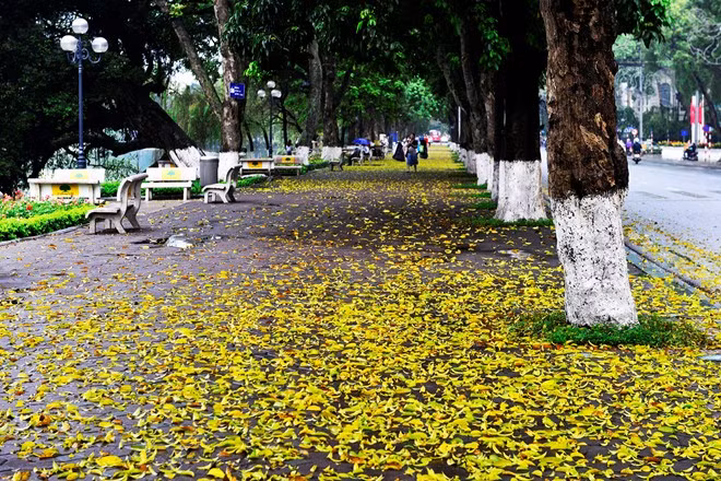  Lá sấu rụng đầu hè hàng năm thường xuất hiện nhiều trên các tuyến phố Phan Đình Phùng, Hoàng Diệu, Quán Thánh, Trần Phú...