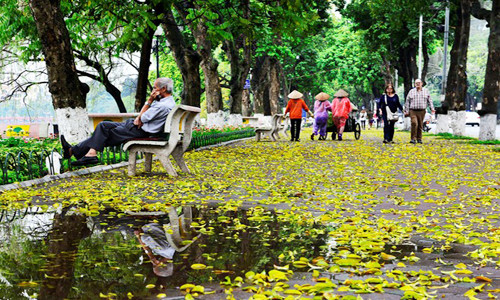 Năm nay, khu vực xung quanh hồ Hoàn Kiếm, dọc phố Đinh Tiên Hoàng cũng xuất hiện những thảm lá vàng rực.
