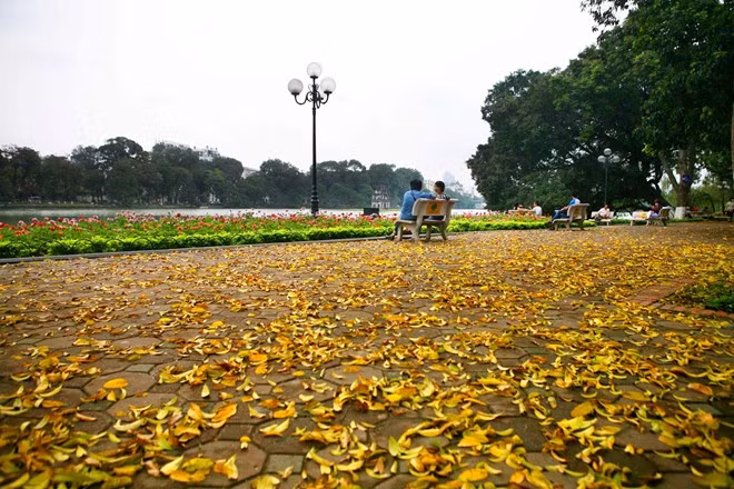 Anh Viết Thành ở Lê Thái Tổ cho biết, chưa năm nào lá rụng bên hồ Gươm nhiều và dày như năm nay.