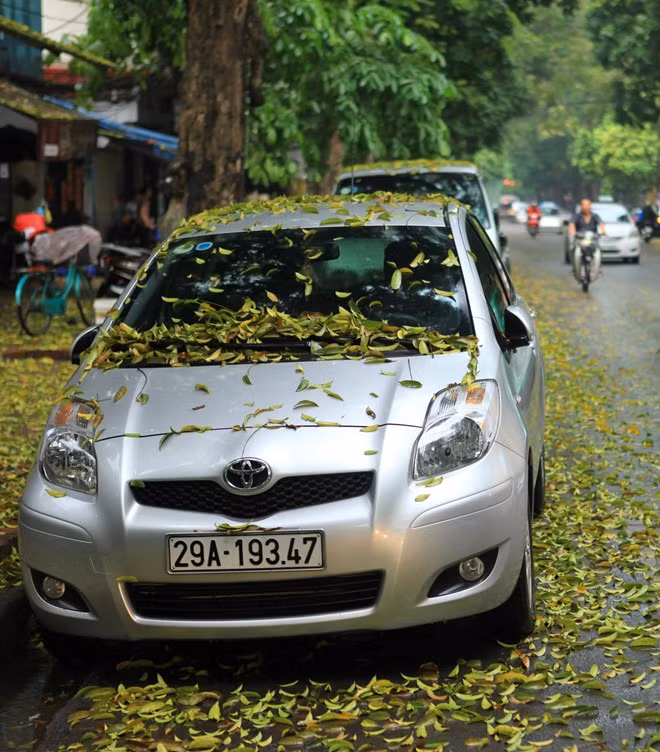 Tại phố Lê Thánh Tông, quận Hoàn Kiếm, một chiếc ôtô chỉ mới đỗ bên lề đường ít phút đã bị lá phủ đầy nóc và kính xe.