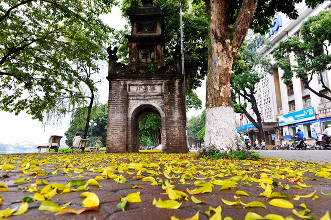 Lúc này, các hàng sấu chuẩn bị đơm hoa, chừng hai tháng sau sẽ ra quả.