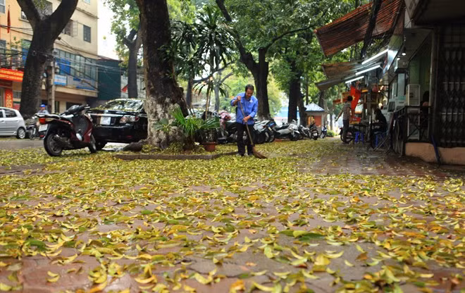 Một người dân sống tại đây cho biết, chỉ quét dọn được một vài tiếng xong lá lại rụng đầy cửa nhà.