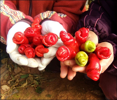 Được mệnh danh là loại quả thuộc hàng sexy và độc nhất vô nhị vì hình dáng giống bộ phận sinh dục nam, ớt Peter được trồng chủ yếu ở Đông Texas, Louisiana (Mỹ) và Mexico. Khi du nhập vào Việt Nam, giống ớt kỳ lạ này nhanh chóng thu hút sự quan tâm của người mua.