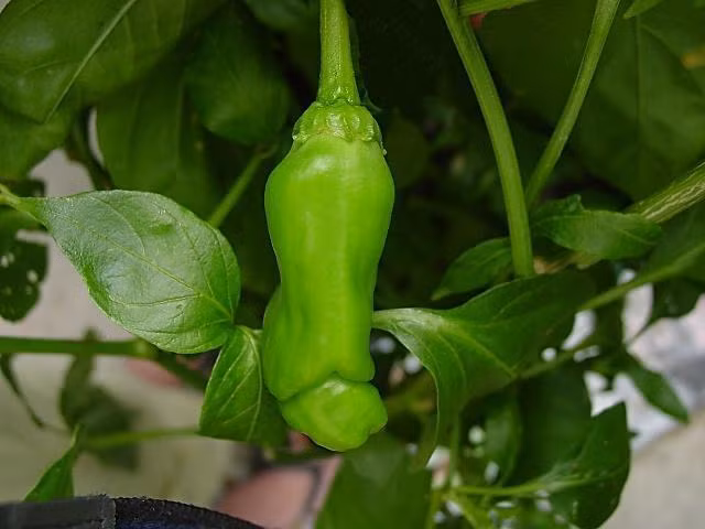 Cũng như các giống ớt thông thường, hạt của ớt peter chín và đã già sẽ được lưu giữ lại để nhân giống.