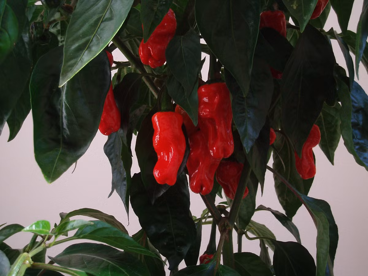 Trước đó, nhà vườn ở Mỹ từng thu hoạch được một trái ớt Peter dài kỷ lục tới 45cm. Hiện tại, một công ty Mỹ đã đăng ký thương hiệu cho giống ớt và kinh doanh tất cả các sản phẩm và phụ kiện dựa trên loài ớt có hình dáng gây sốc này.