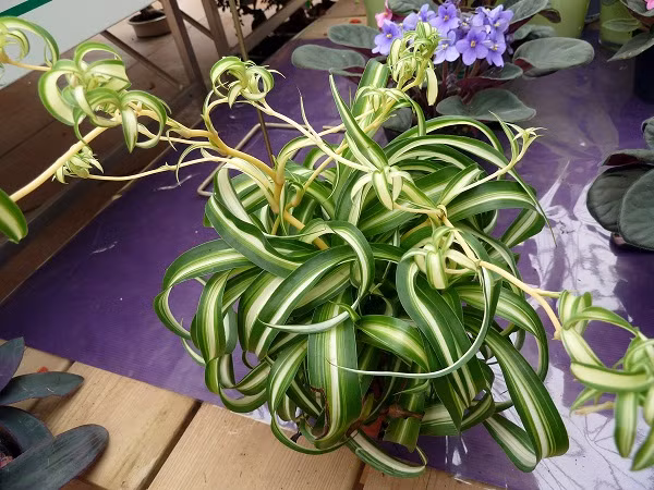 Cây nhện (còn gọi là cây dây nhện) hấp thu ô nhiễm rất tốt, ưa bóng, kỵ ánh sáng mạnh, có thể trồng trong nhà mà vẫn sinh trưởng. Trong phong thủy, cây biểu trưng cho sự hi vọng. Giá mỗi chậu cây lá nhện dao động từ 40.000 - trên 60.000 đồng (tùy thuộc vào kiểu dáng chậu cây).