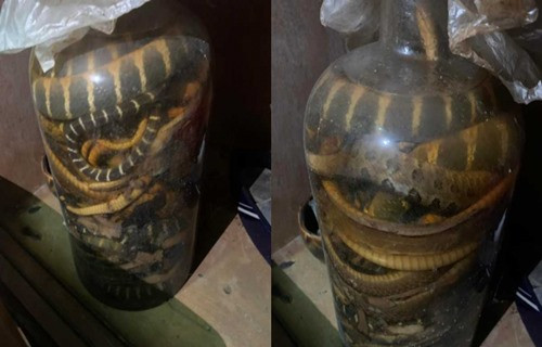 Dao duoc ruou ran cuc doc 30 nam, chang trai hoang mang tot do