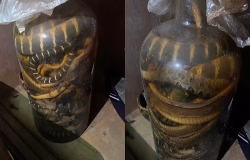 Dao duoc ruou ran cuc doc 30 nam, chang trai hoang mang tot do