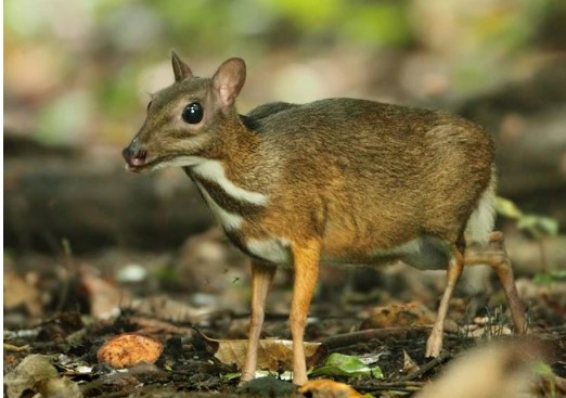 Cheo cheo Nam Dương là một trong những loài động vật quý hiếm được ghi nhận tại Việt Nam. Có tên khoa học là Tragulus javanicus, cheo cheo Nam Dương là một loài động vật có vú thuộc họ cheo cheo (Tragulidae), bộ ngón chẵn (Artiodactyla). Chúng là loài động vật móng guốc nhỏ nhất, sinh sống trong các khu rừng nhiệt đới Đông Nam Á.