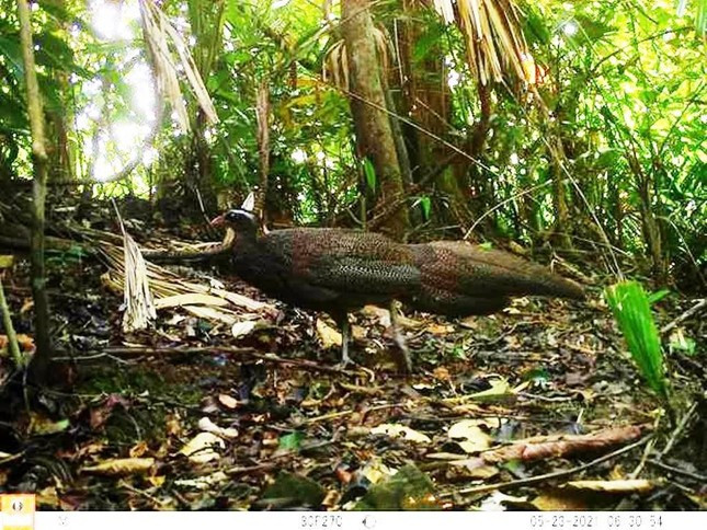 Trĩ sao có tên khoa học là Rheinardia ocellata. Loài động vật quý hiếm này phân bố tại nhiều nơi ở Việt Nam bao gồm: Vườn quốc gia Pù Mát (Nghệ An), Vườn quốc gia Vũ Quang (Hà Tĩnh), Vườn quốc gia Phong Nha Kẻ Bàng (Quảng Bình), Vườn quốc gia Bạch Mã (Thừa Thiên Huế), Vườn quốc gia Chư Yang Sin (Đắk Lắk)...