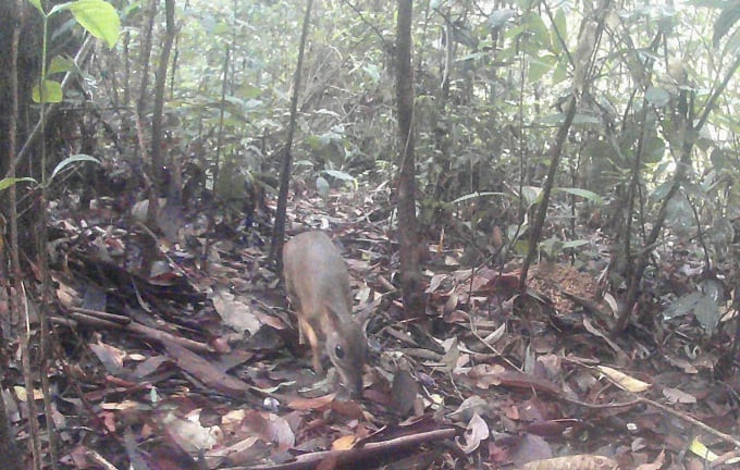 Tại Việt Nam, cheo cheo Nam Dương từng được ghi nhận phân bố từ Lạng Sơn đến Tây Ninh. Tuy nhiên, hiện ở các tỉnh phía Bắc, chúng gần như bị tuyệt chủng. Tại các tỉnh phía Nam, số lượng cheo cheo giảm sút đáng kể do diện tích rừng ngày càng thu hẹp. Trong Sách Đỏ Việt Nam (2007), cheo cheo Nam Dương được phân hạng VU (sẽ nguy cấp).