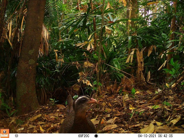 Là loài chim lớn trong họ nhà trĩ, mỗi cá thể trĩ sao khi trưởng thành có thể đạt chiều dài cơ thể lên tới 235 cm. Chúng có bộ lông tuyệt đẹp với màu vàng da bò hoặc đen. Phủ trên lông là những đốm nâu sẫm trông giống như bầu trời sao huyền bí bao phủ khắp cơ thể.