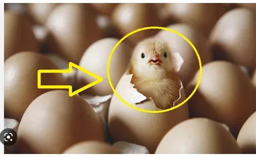 Con gà có trước hay quả trứng có trước: 90% câu trả lời sai - Hình 2 Con ga co truoc hay qua trung co truoc: 90% cau tra loi sai-Hinh-2