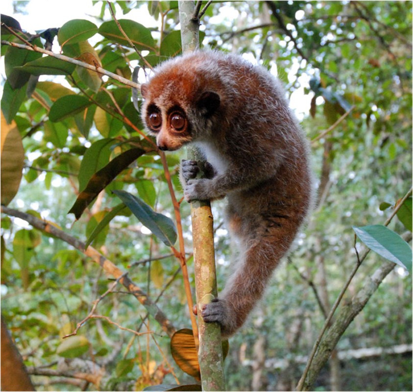 Cu li nhỏ phân bố chủ yếu ở các khu rừng nguyên sinh hoặc rừng thứ sinh.