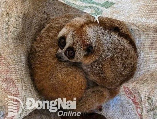 Gia đình anh Nguyễn H. D. (ngụ TP. Bảo Lộc, Lâm Đồng) tự nguyện giao nộp 2 cá thể cu li nhỏ sau khi bắt được chúng vào rẫy cà phê để kiếm ăn. Sau đó, anh D. đã liên hệ kiểm lâm tại địa phương để tiến hành bàn giao, đưa thả về rừng.