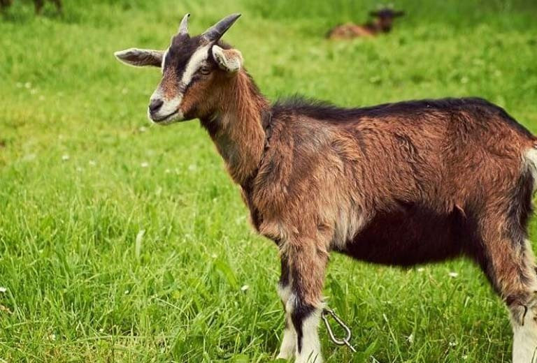 Con giáp này khả năng học hỏi tốt và không ngừng nỗ lực. Con giáp này thích nghi nhanh với môi trường và có khả năng sử dụng kiến thức của họ để giải quyết vấn đề.