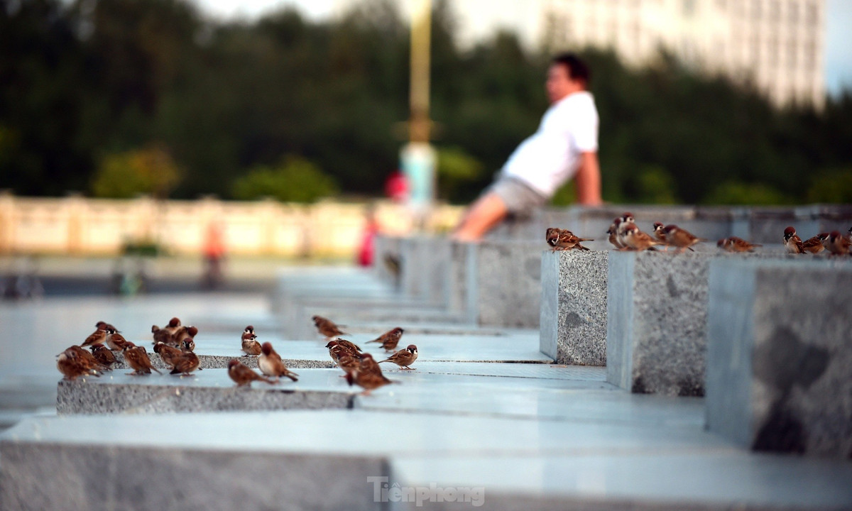 Sự nhộn nhịp và bình yên nơi đây cũng thu hút đàn chim rời tổ, tắm nắng sớm dưới chân tháp Nghinh Phong.