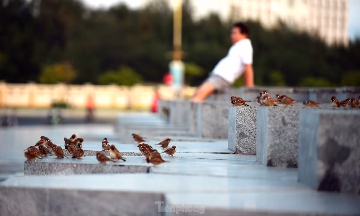 Sự nhộn nhịp và bình yên nơi đây cũng thu hút đàn chim rời tổ, tắm nắng sớm dưới chân tháp Nghinh Phong.