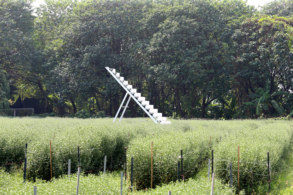 Cúc họa mi đầu mùa đẹp như tiên cảnh, chị em háo hức 'đi săn' - Hình 12 Cuc hoa mi dau mua dep nhu tien canh, chi em hao huc 'di san'-Hinh-12