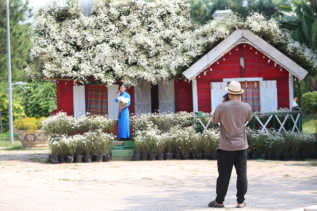 Cúc họa mi đầu mùa đẹp như tiên cảnh, chị em háo hức 'đi săn' - Hình 5 Cuc hoa mi dau mua dep nhu tien canh, chi em hao huc 'di san'-Hinh-5