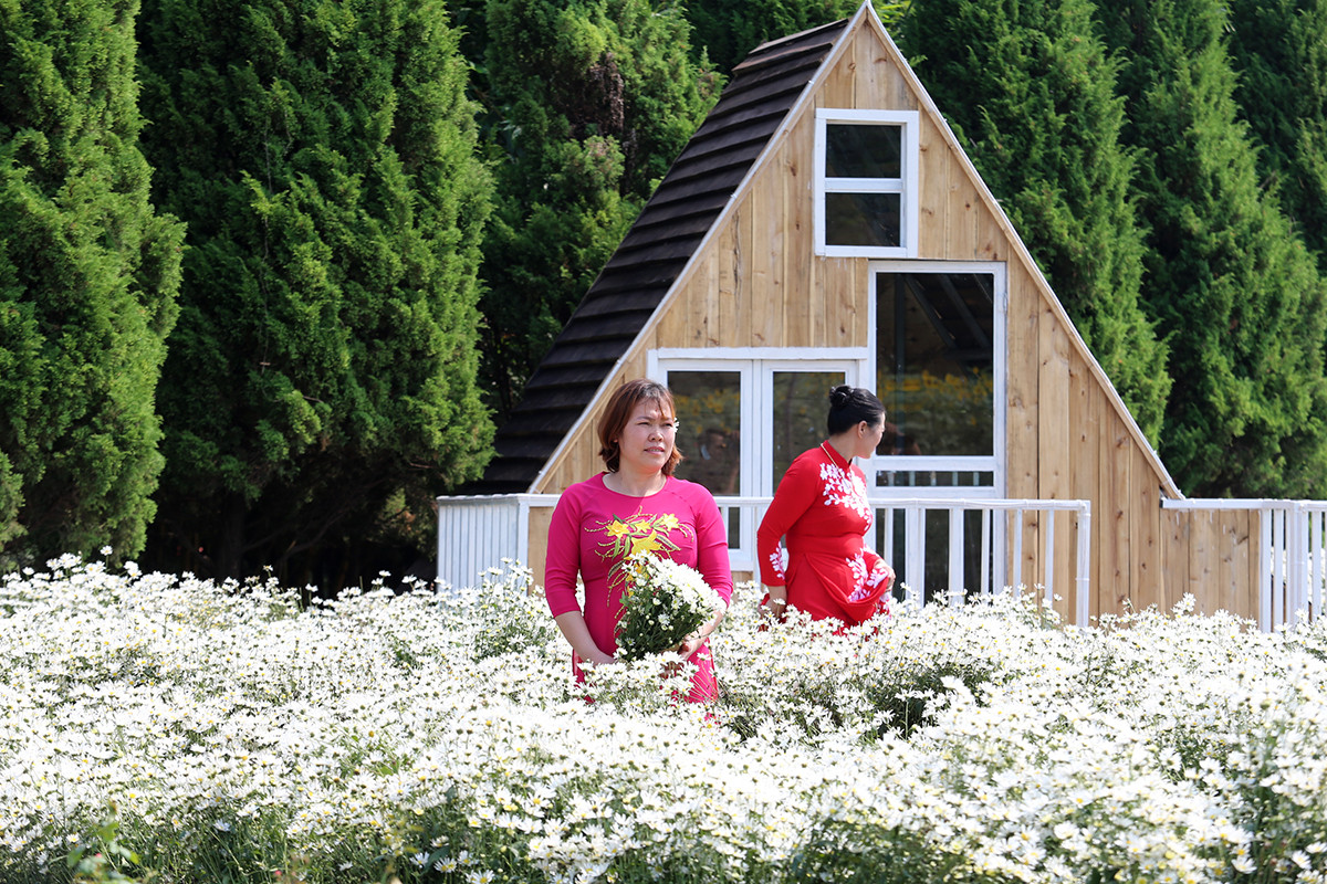 Cúc họa mi đầu mùa đẹp như tiên cảnh, chị em háo hức 'đi săn' - Hình 8 Cuc hoa mi dau mua dep nhu tien canh, chi em hao huc 'di san'-Hinh-8