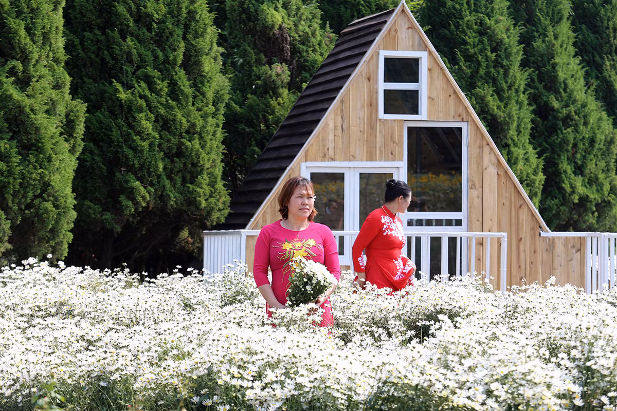 Cuc hoa mi dau mua dep nhu tien canh, chi em hao huc 'di san'-Hinh-8