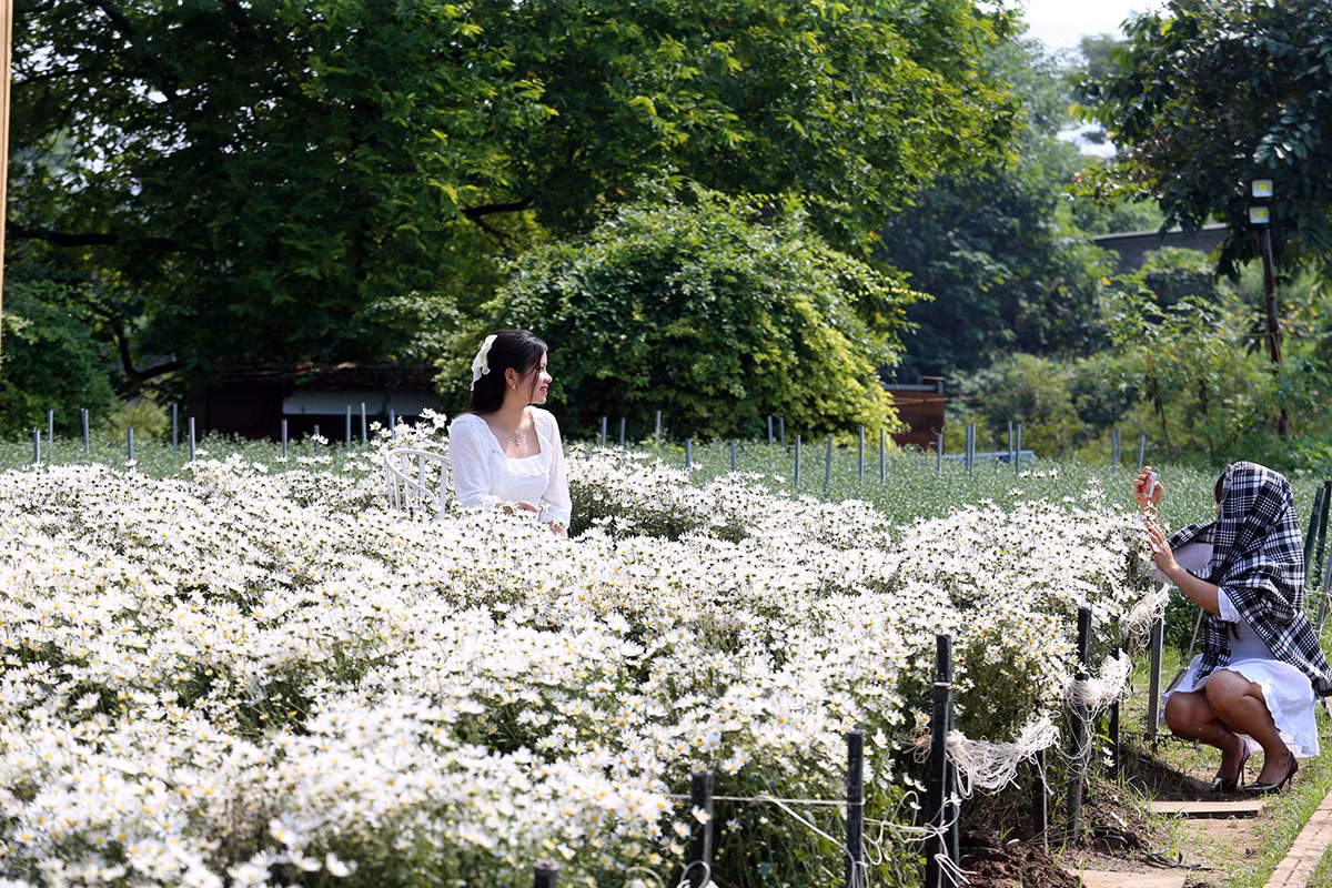 Cuc hoa mi dau mua dep nhu tien canh, chi em hao huc 'di san'-Hinh-3
