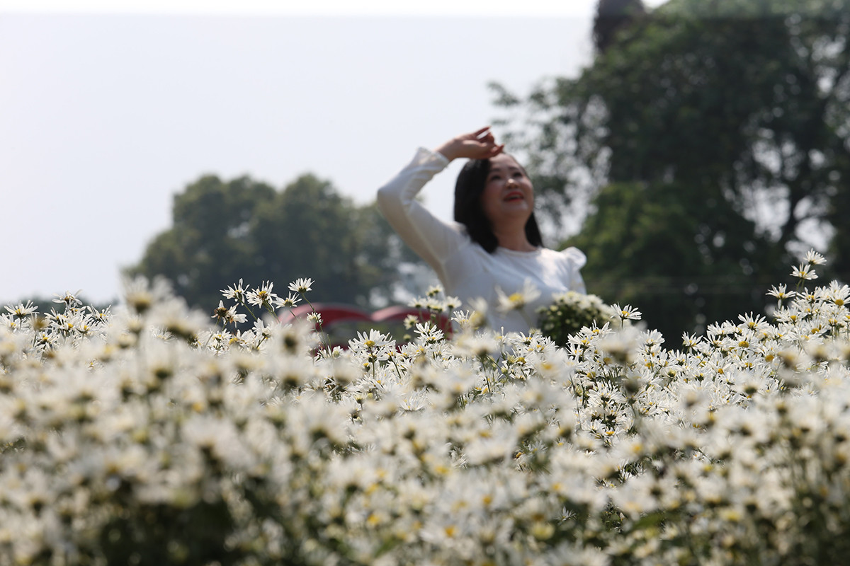 Cúc họa mi đầu mùa đẹp như tiên cảnh, chị em háo hức 'đi săn' - Hình 2 Cuc hoa mi dau mua dep nhu tien canh, chi em hao huc 'di san'-Hinh-2