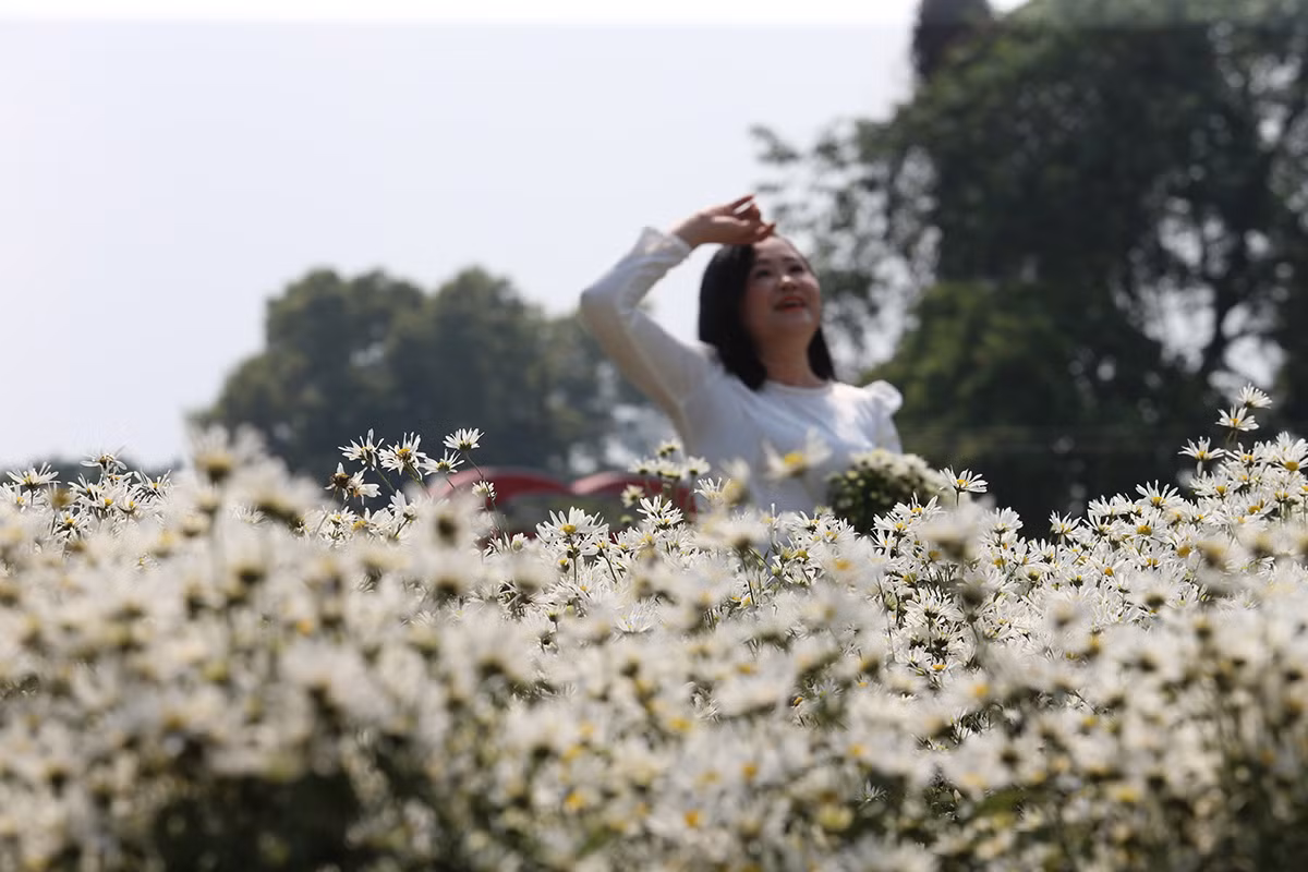 Cuc hoa mi dau mua dep nhu tien canh, chi em hao huc 'di san'-Hinh-2