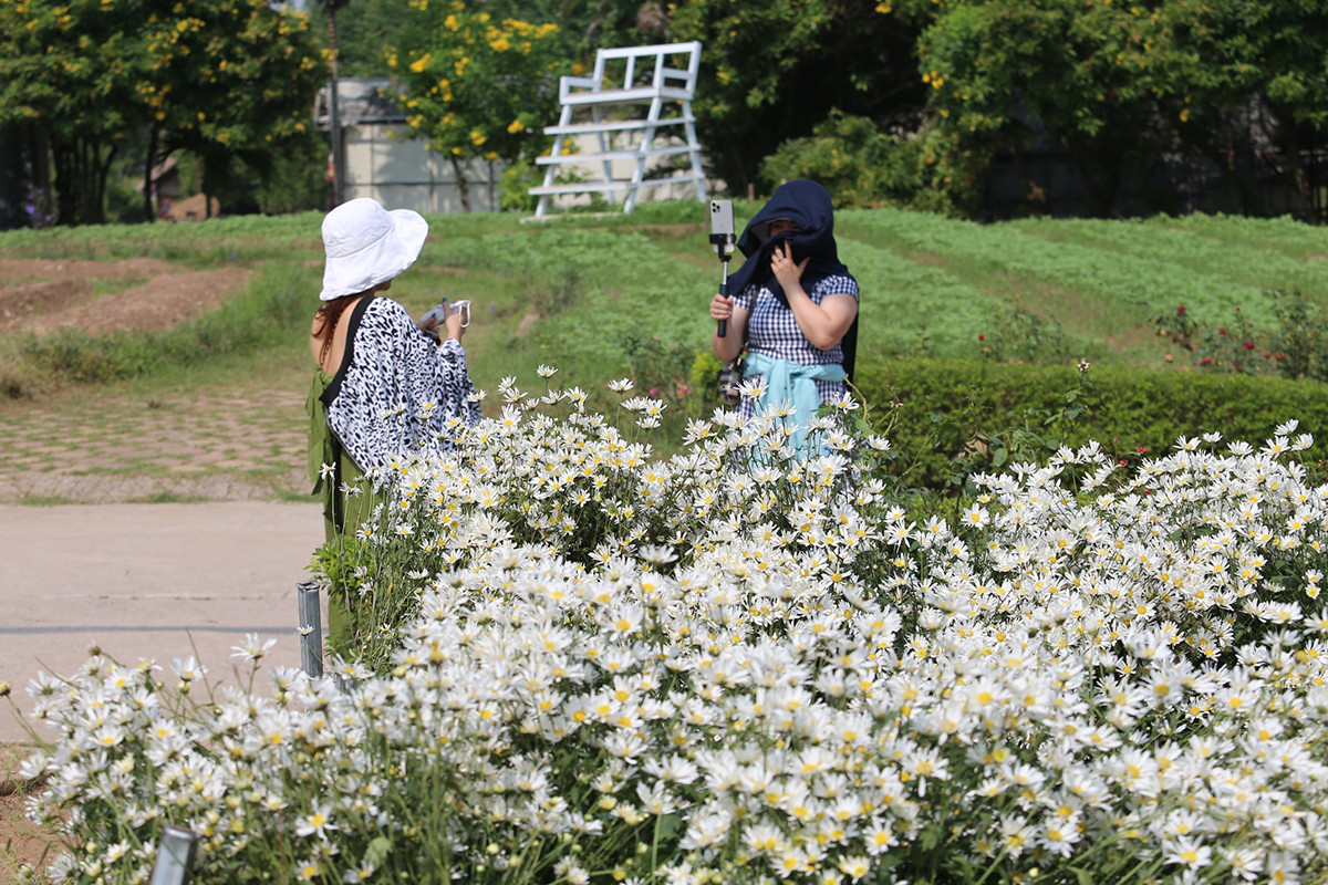 Cúc họa mi đầu mùa đẹp như tiên cảnh, chị em háo hức 'đi săn' - Hình 9 Cuc hoa mi dau mua dep nhu tien canh, chi em hao huc 'di san'-Hinh-9