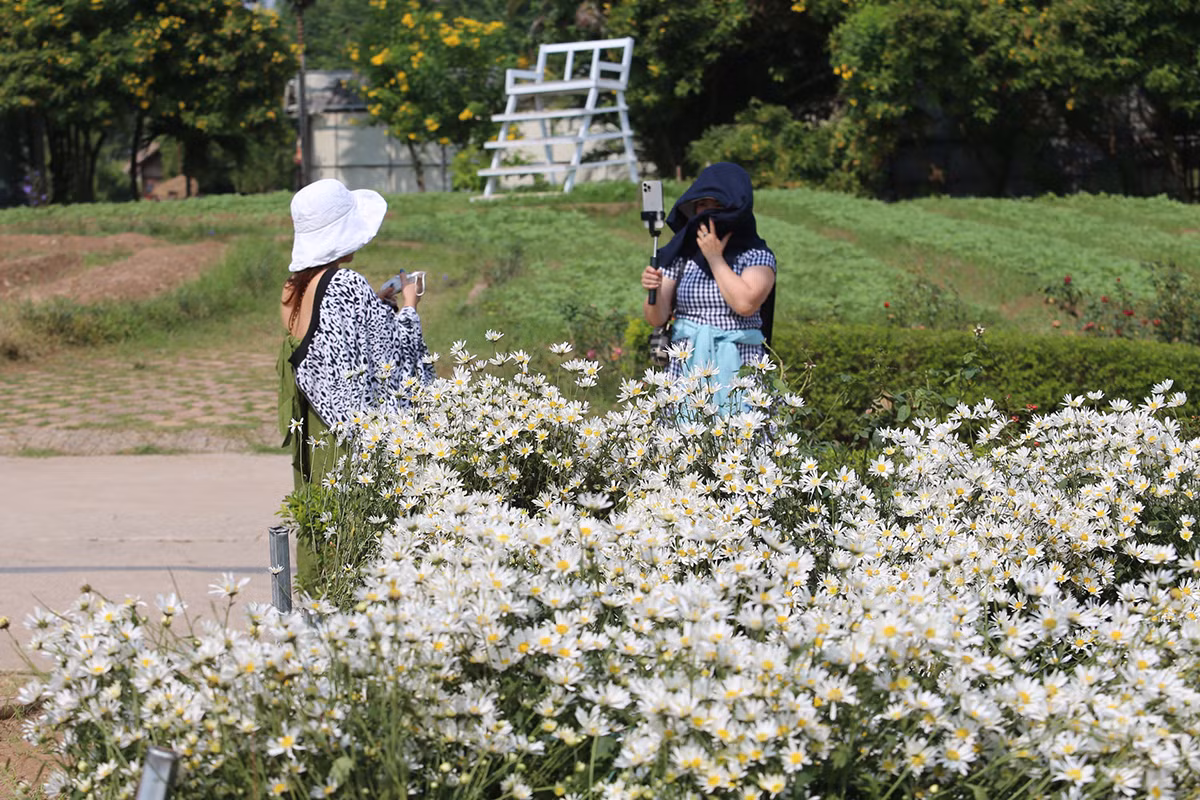 Cuc hoa mi dau mua dep nhu tien canh, chi em hao huc 'di san'-Hinh-9