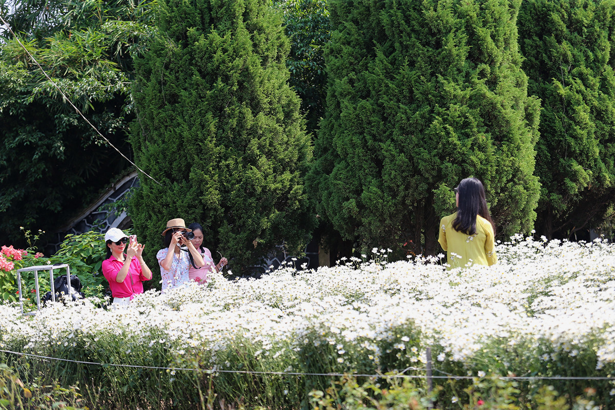 Cúc họa mi đầu mùa đẹp như tiên cảnh, chị em háo hức 'đi săn' - Hình 6 Cuc hoa mi dau mua dep nhu tien canh, chi em hao huc 'di san'-Hinh-6