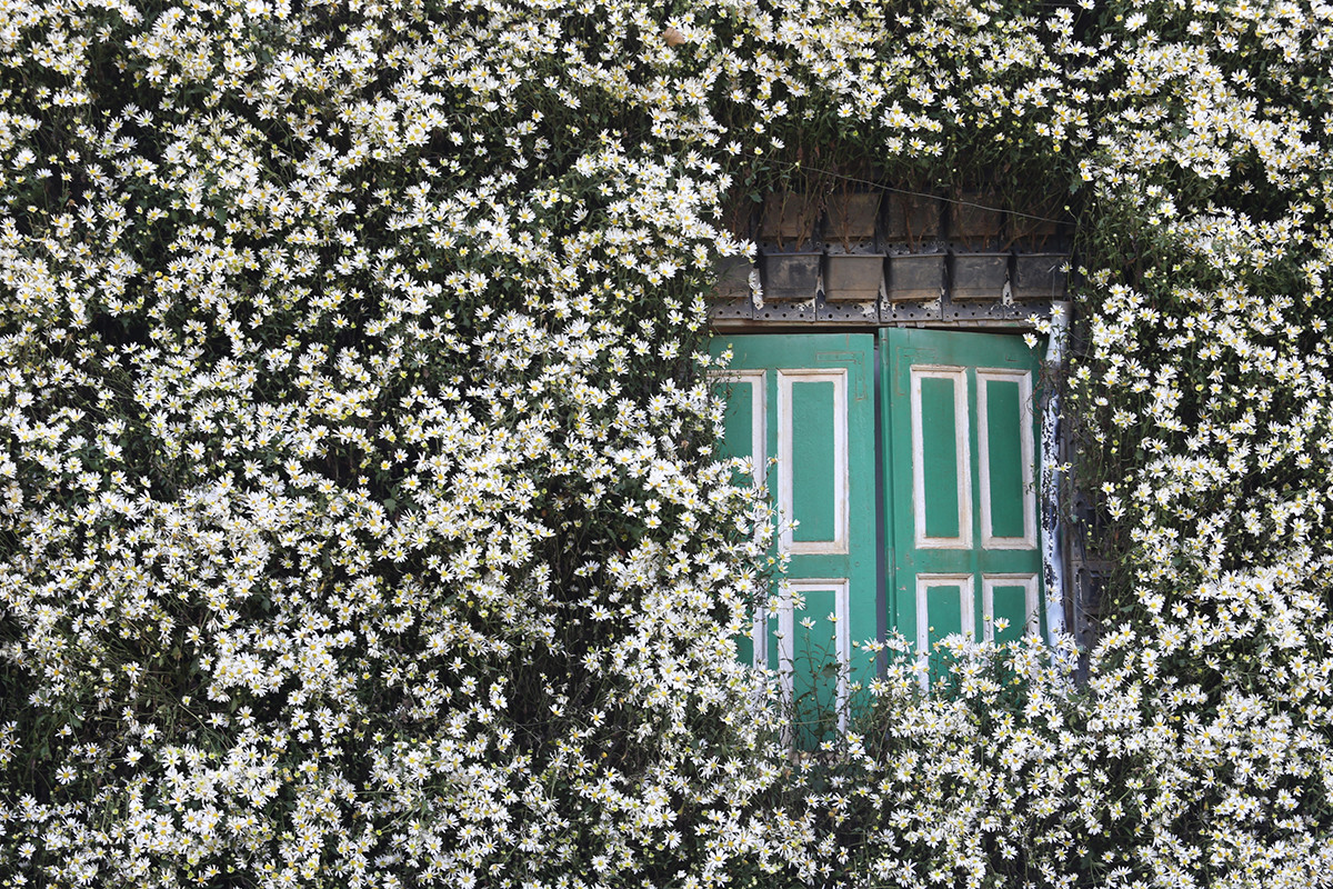 Cúc họa mi đầu mùa đẹp như tiên cảnh, chị em háo hức 'đi săn' - Hình 4 Cuc hoa mi dau mua dep nhu tien canh, chi em hao huc 'di san'-Hinh-4