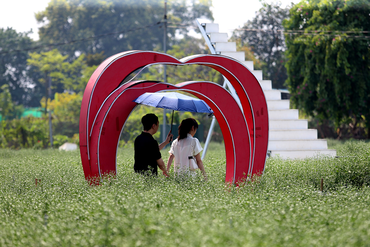 Cúc họa mi đầu mùa đẹp như tiên cảnh, chị em háo hức 'đi săn' - Hình 11 Cuc hoa mi dau mua dep nhu tien canh, chi em hao huc 'di san'-Hinh-11