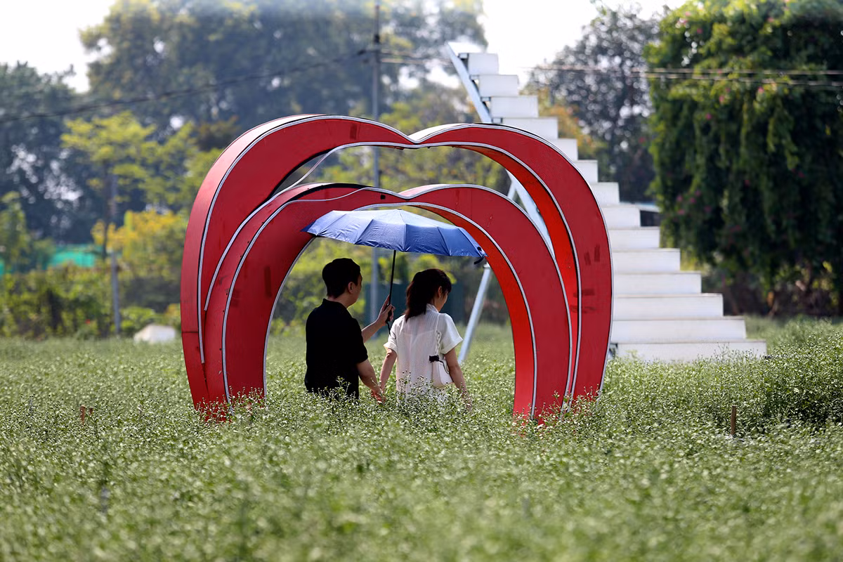 Cuc hoa mi dau mua dep nhu tien canh, chi em hao huc 'di san'-Hinh-11