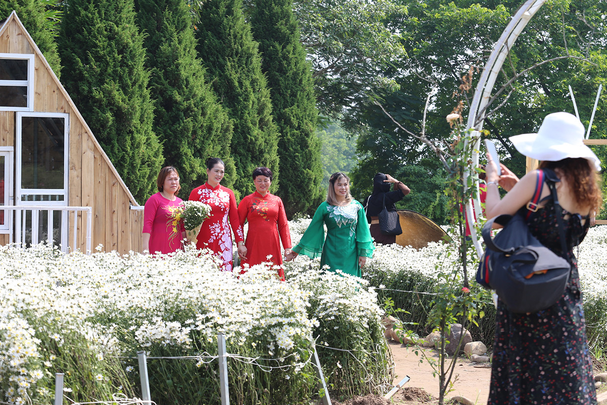 Cúc họa mi đầu mùa đẹp như tiên cảnh, chị em háo hức 'đi săn' Cuc hoa mi dau mua dep nhu tien canh, chi em hao huc 'di san'