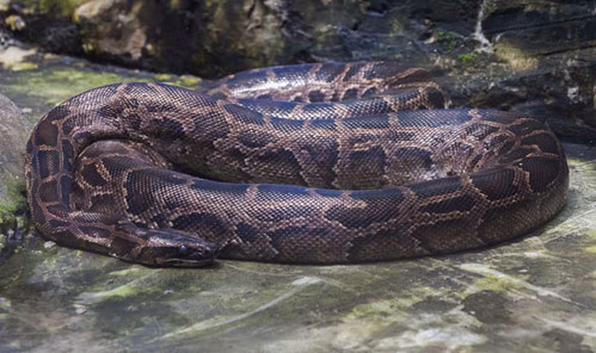 Thức ăn chủ yếu của trăn đất gồm: loài gặm nhấm, hươu nai, chim, ếch nhái và bò sát.