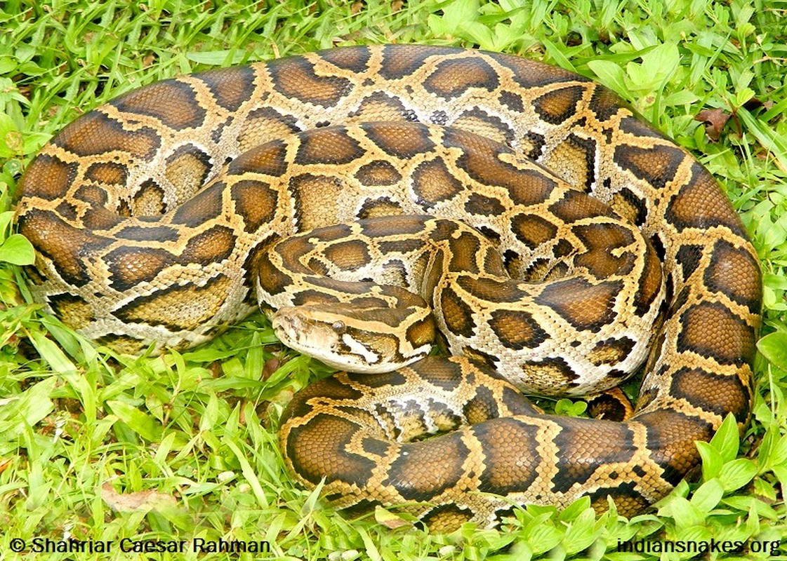 Trước đó, anh Nguyễn Đức Đan (ngụ thôn Lâm Vượng) và anh Nguyễn Văn Thái (ngụ thôn Lâm Hải Hoa), cùng thuộc xã Xuân Liên, huyện Nghi Xuân ở huyện Nghi Xuân, tỉnh Hà Tĩnh đã mua được cá thể trăn đất dài gần 2m, nặng khoảng 7 kg. Sau đó, hai người liên hệ với lực lượng chức năng để phối hợp bàn giao cá thể động vật quý hiếm này.