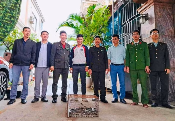 Vào chiều ngày 27/11, một cá thể trăn đất đã được Hạt Kiểm lâm huyện Nghi Xuân, tỉnh Hà Tĩnh phối hợp với Công an xã Xuân Liên bàn giao cho Vườn Quốc gia Vũ Quang để thả về môi trường tự nhiên.